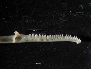 Media type: image;   Herpetology R-80541